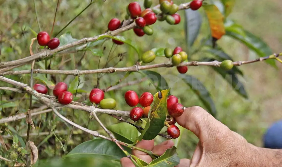 Buscarán el acercamiento con los nuevos gobiernos para el siguiente ciclo agrícola. Diego Pérez / CP