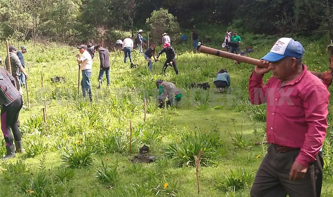 La meta de dispersión de árboles era de 600 mil, pero las heladas provocaron que más de 300 mil arbolitos se siniestraran. Manuel Martínez / CP