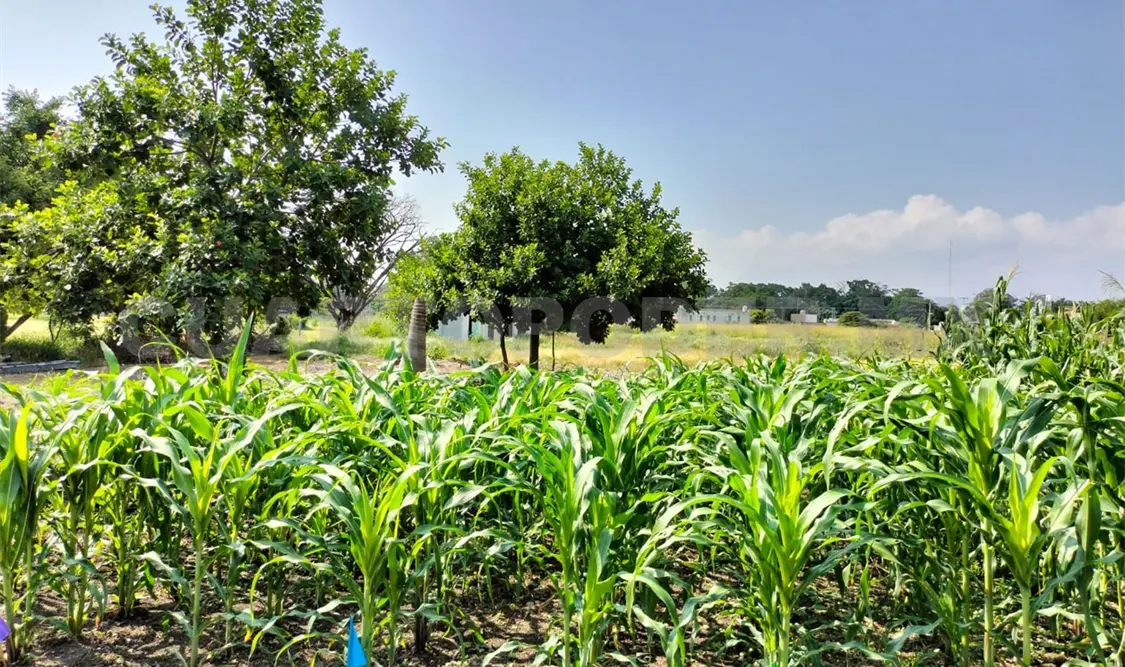 Evalúan la aplicación de nanoparti´culas en cultivos