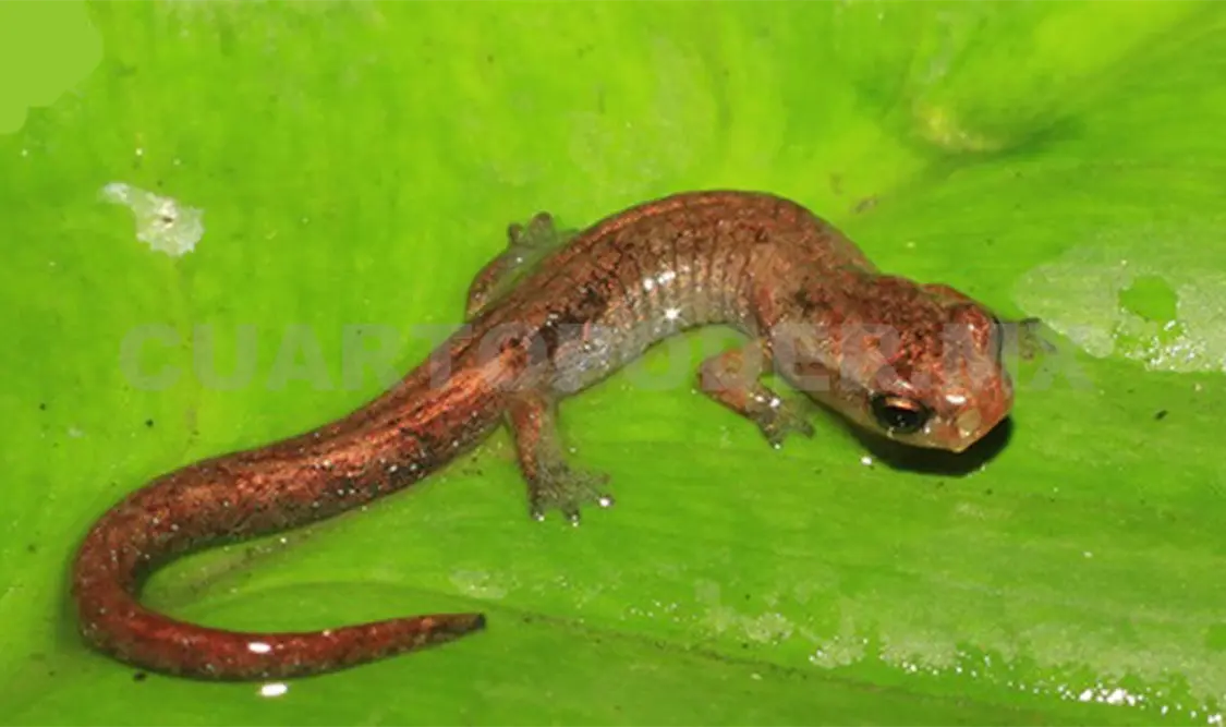 Alertan por amenazas a la salamandra