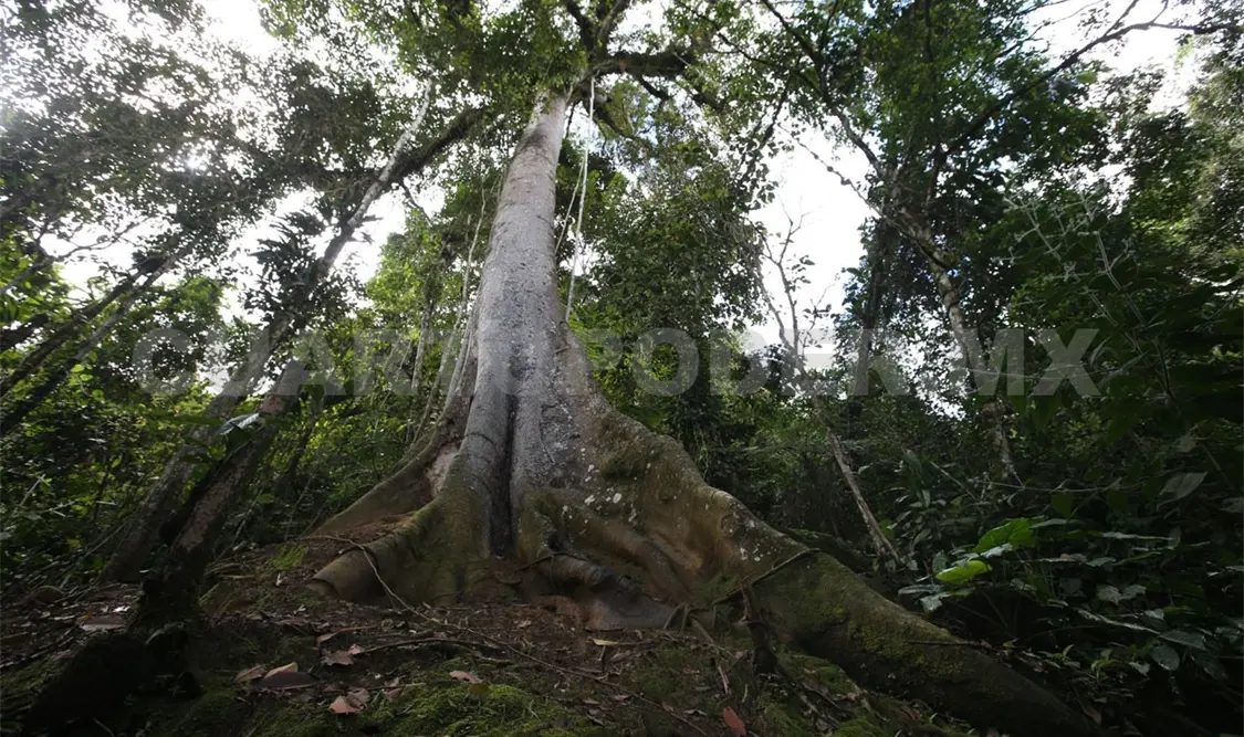 Señalan falta de apoyo por parte de la Semahn