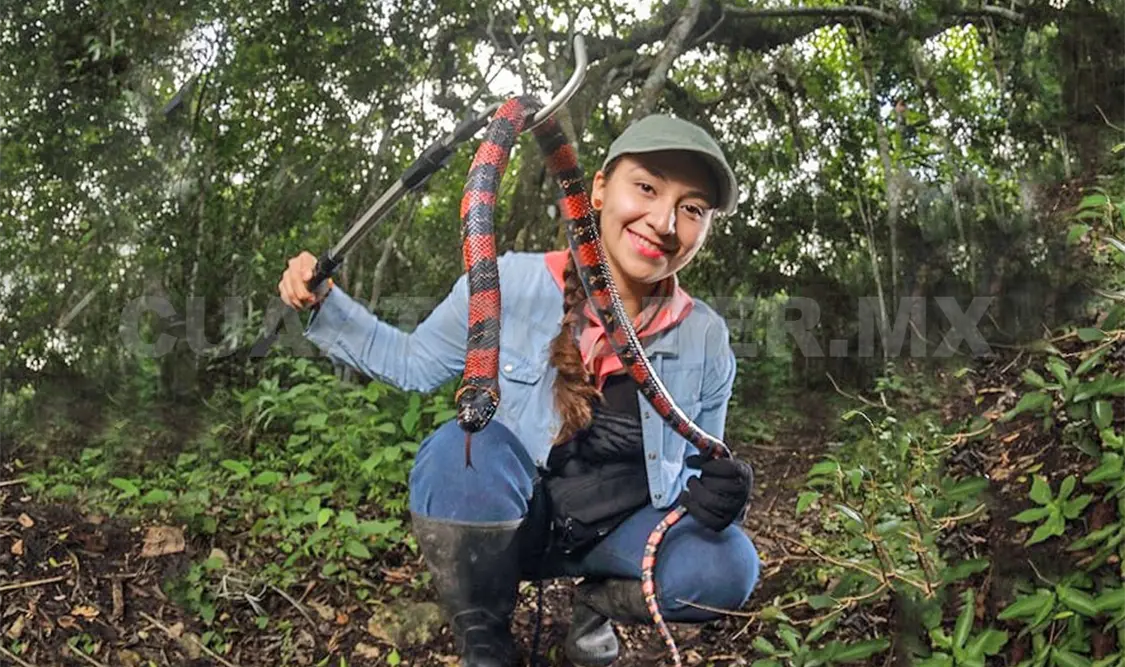 Destacan a anfibios y reptiles como bioindicadores