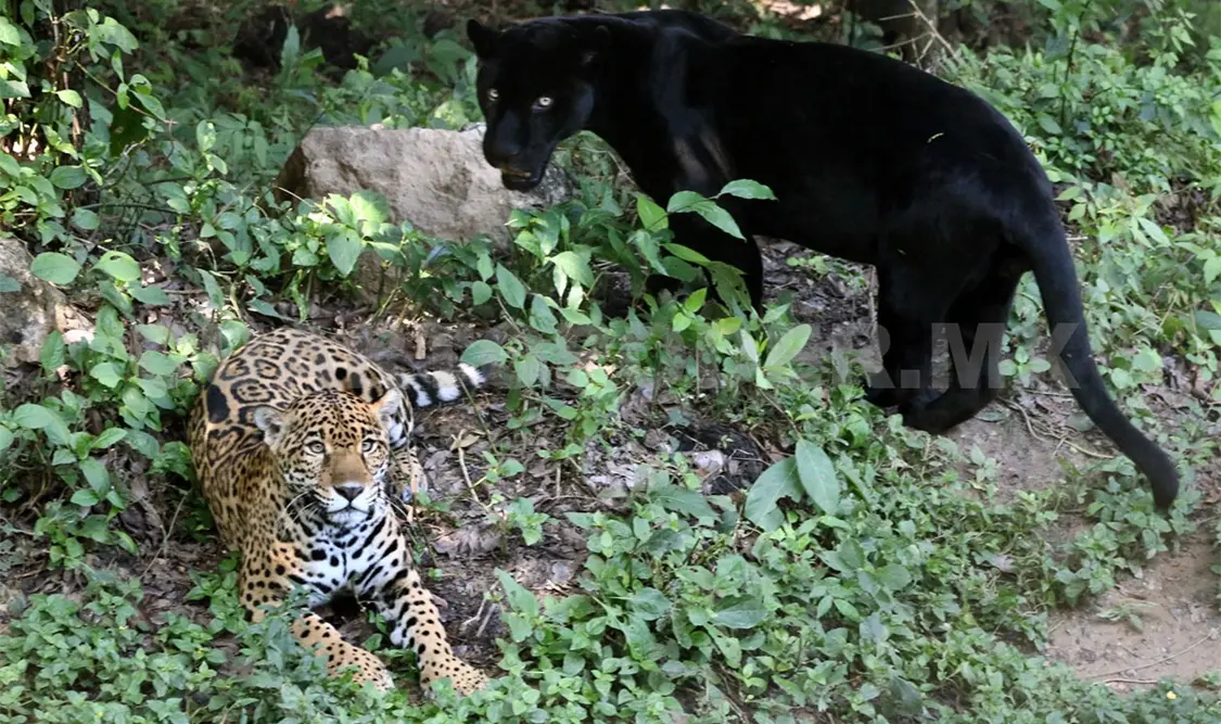 Aumenta presencia de jaguares en la Sierra Madre