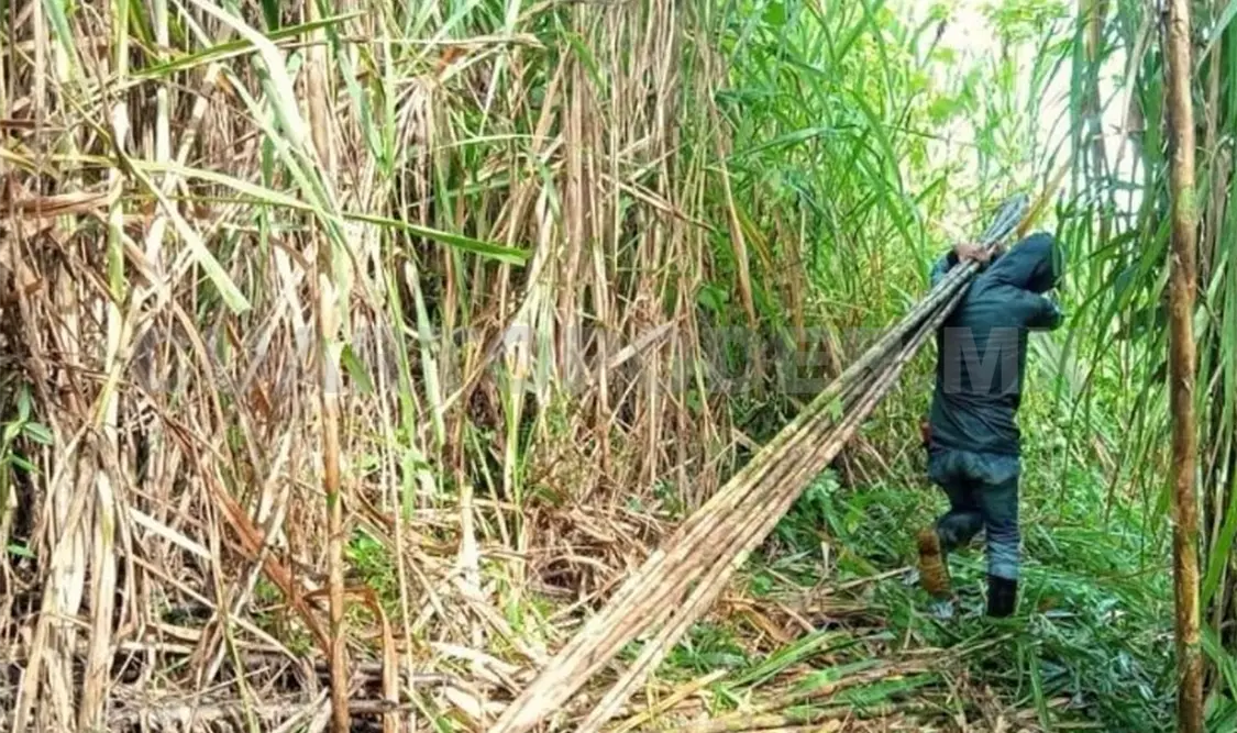 Avanza corredor de Centro Agroecológico