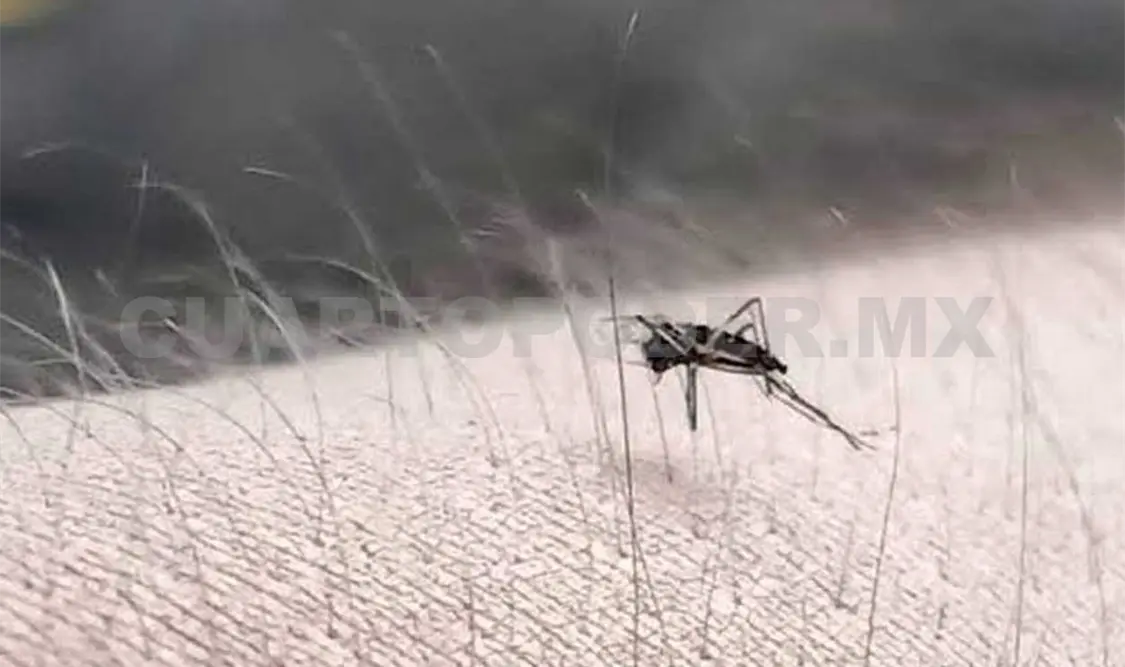 El dengue es un padecimiento que se extiende a todo el territorio nacional. CP