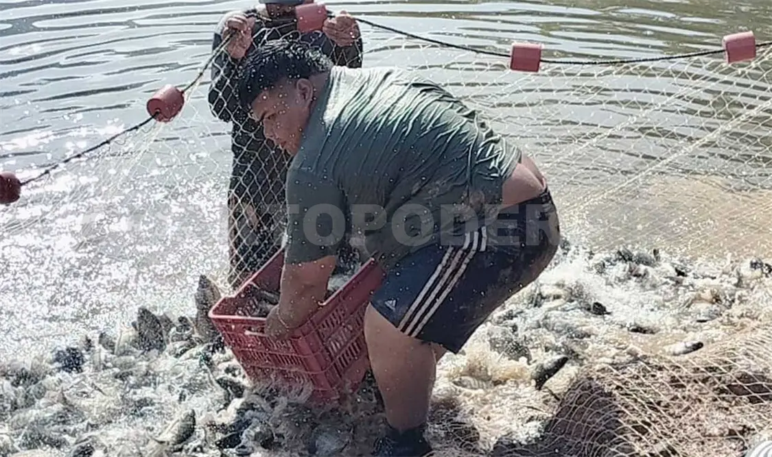 La acuacultura brinda ingresos a varias familias. Ramón García/CP