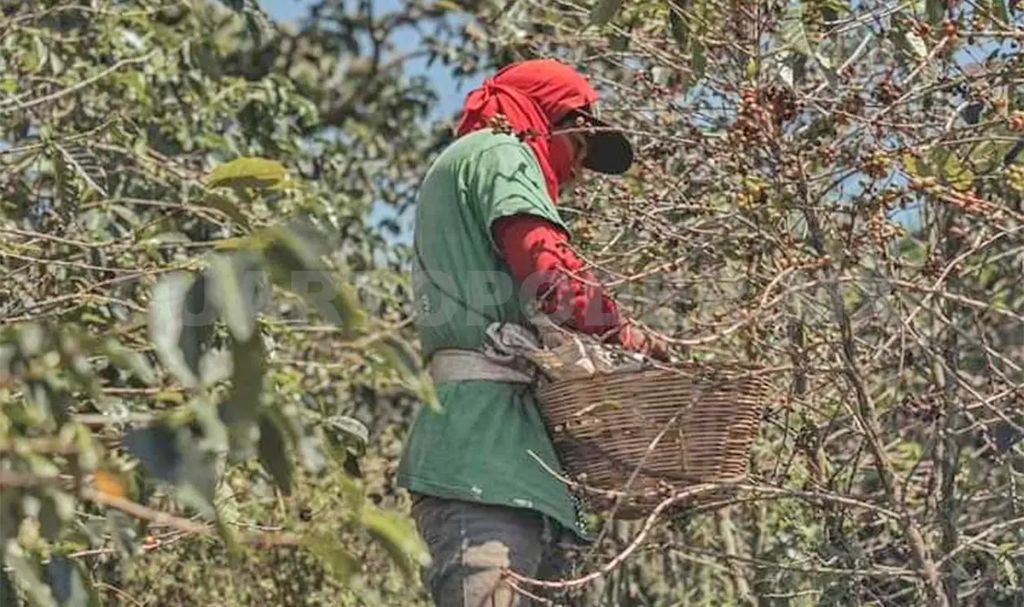 Falta mano de obra para corte de café