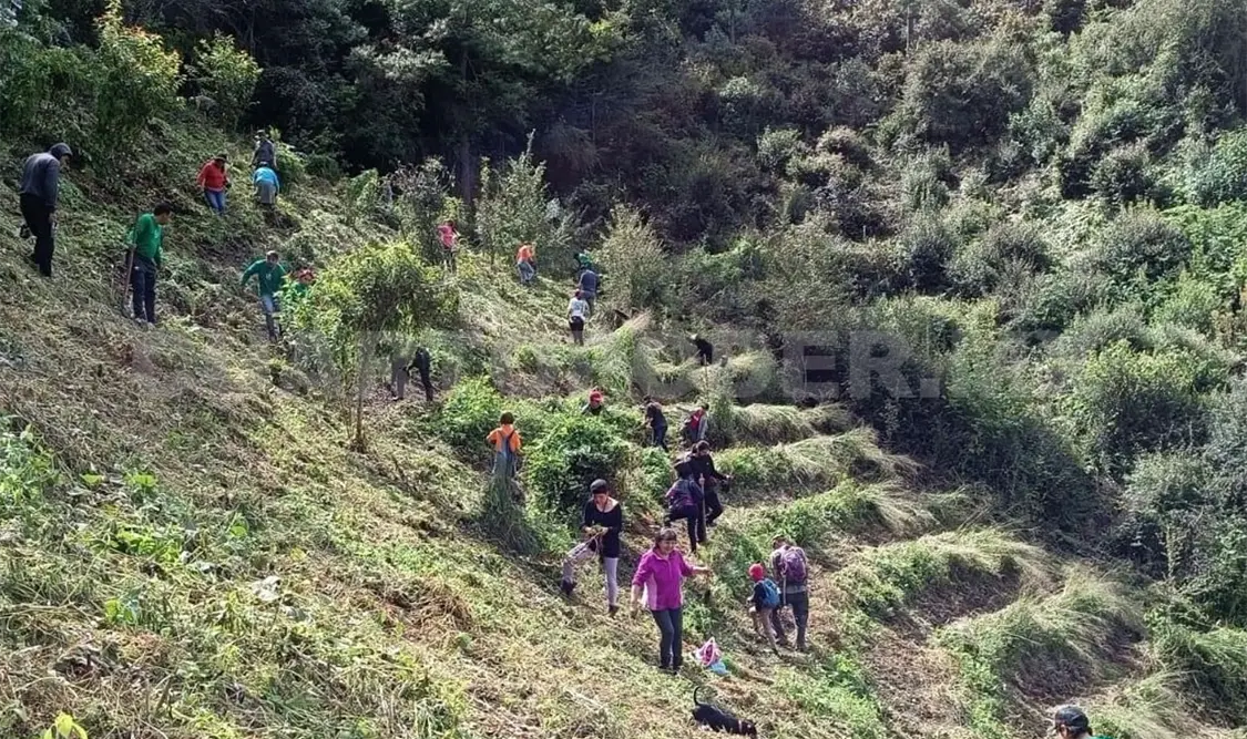 Voluntarios participan en campaña de reforestación