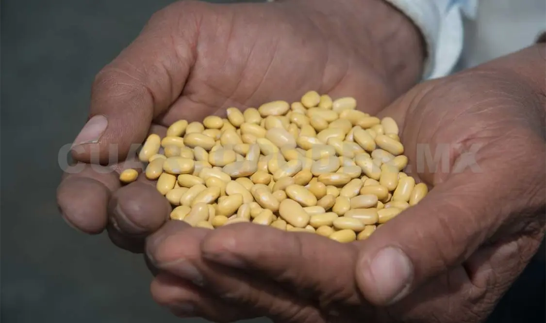Productores destacan rendimiento de frijol Verdín