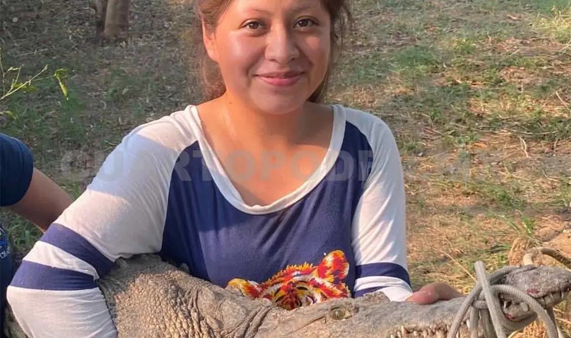 Parte de la actividad de Comaffas es incentivar la investigación y el trabajo con los cocodrilos mexicanos.  Cortesía