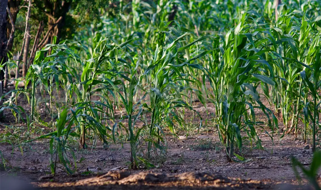 Lidera Chiapas producción de café, cacao y palma