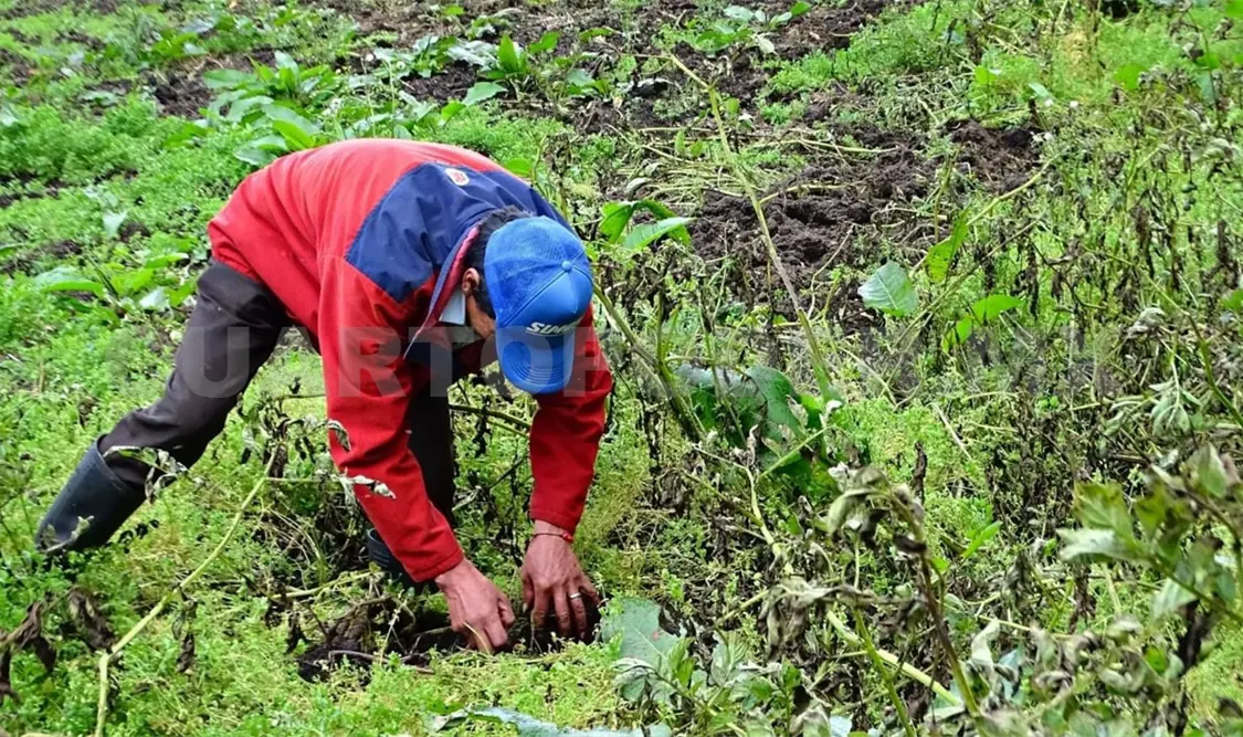 Prioridad apoyar a los pequeños productores