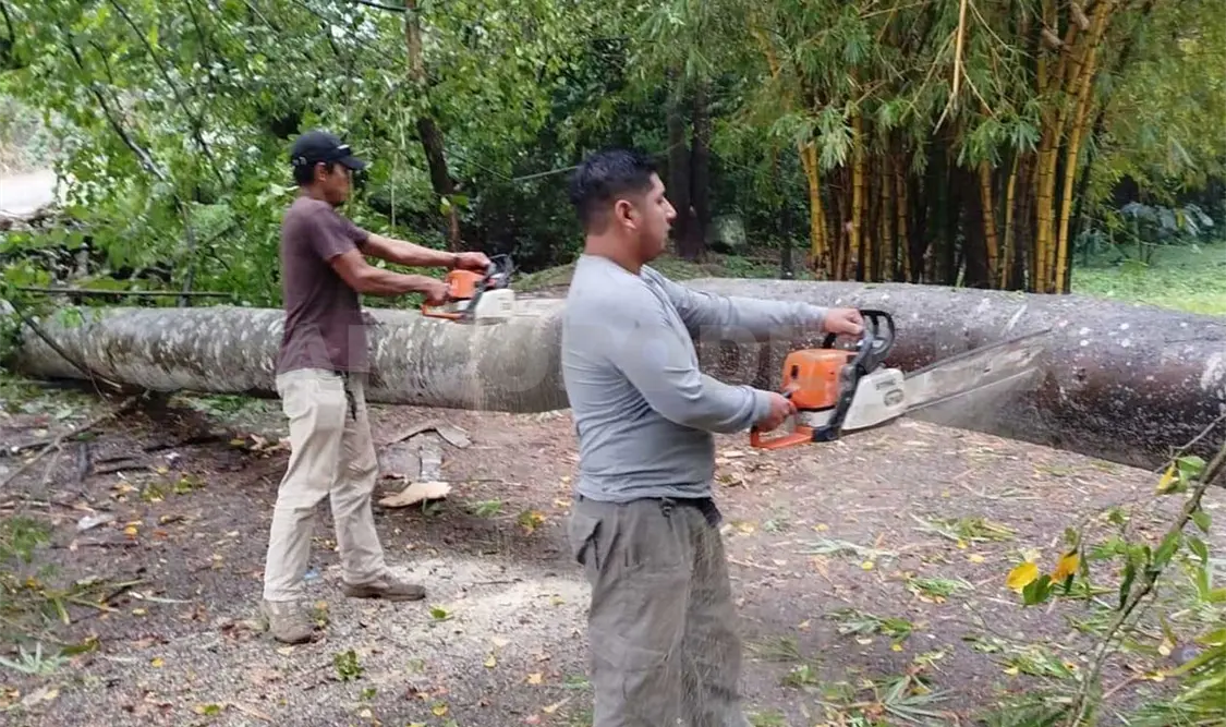 Se reportó la caída de varios árboles. Víctor Sánchez / CP