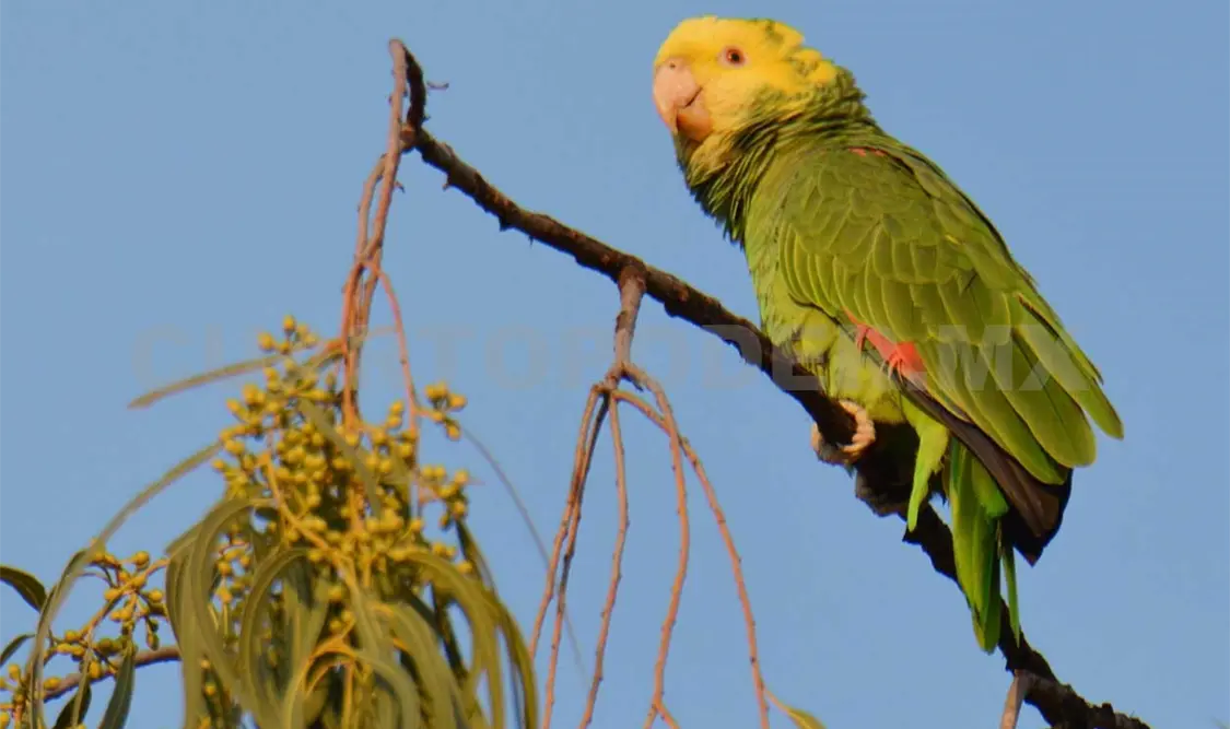Se busca la conservación y aumento de población de psitácidos. Cortesía