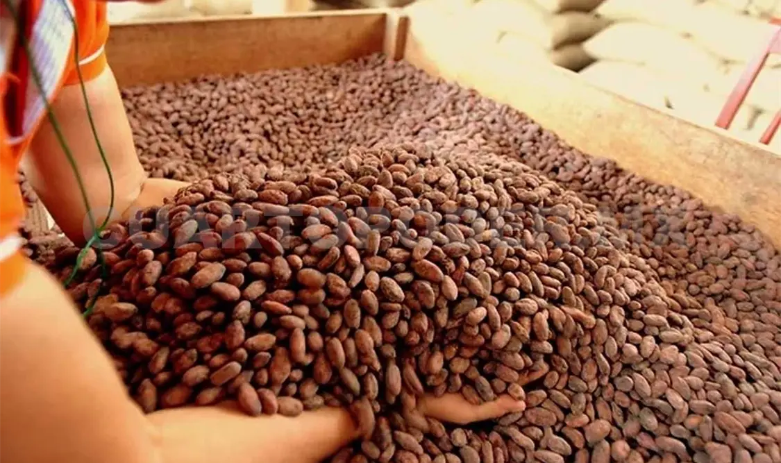 El cacao es un cultivo y un producto ancestral. CP