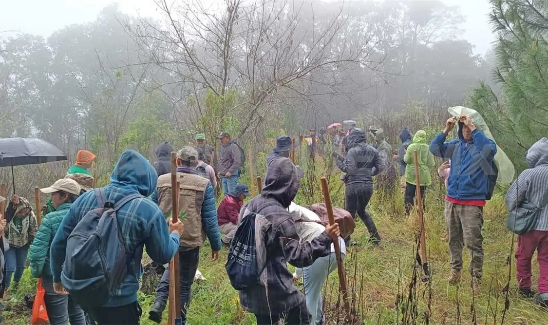 Al rededor de 150 trabajadores de varias empresas plantaron cerca de mil árboles de diversas especies. Manuel Martínez / CP