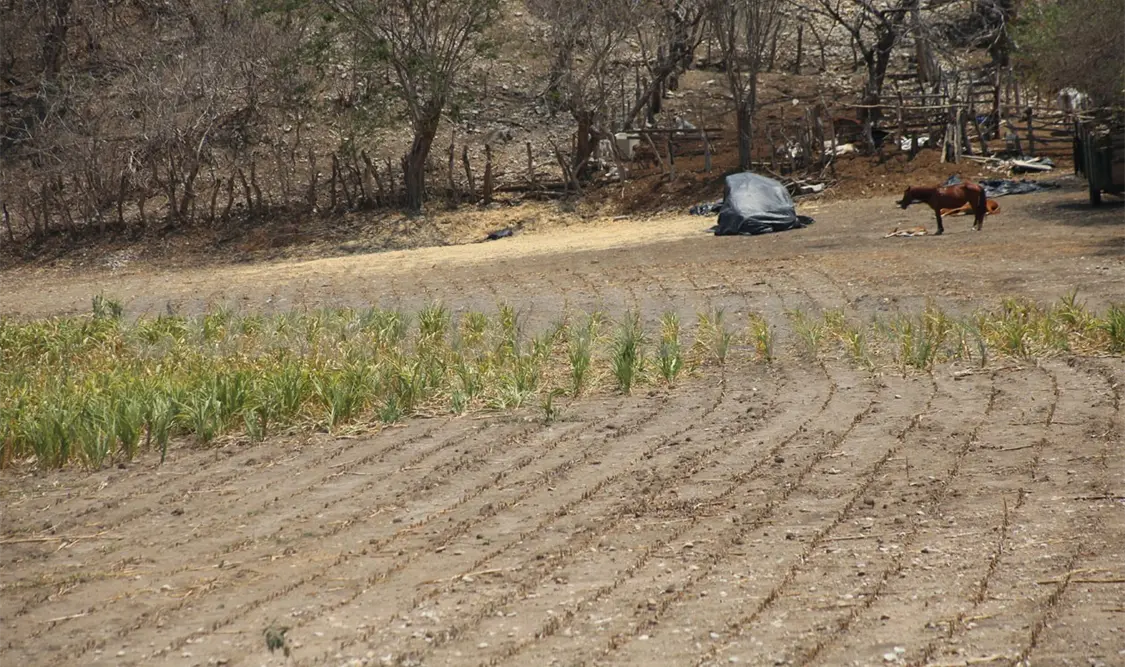 Campo: estancado por estructura agraria