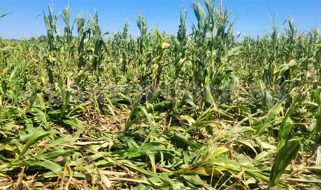 Plaguicidas e insecticidas dañan al medio ambiente