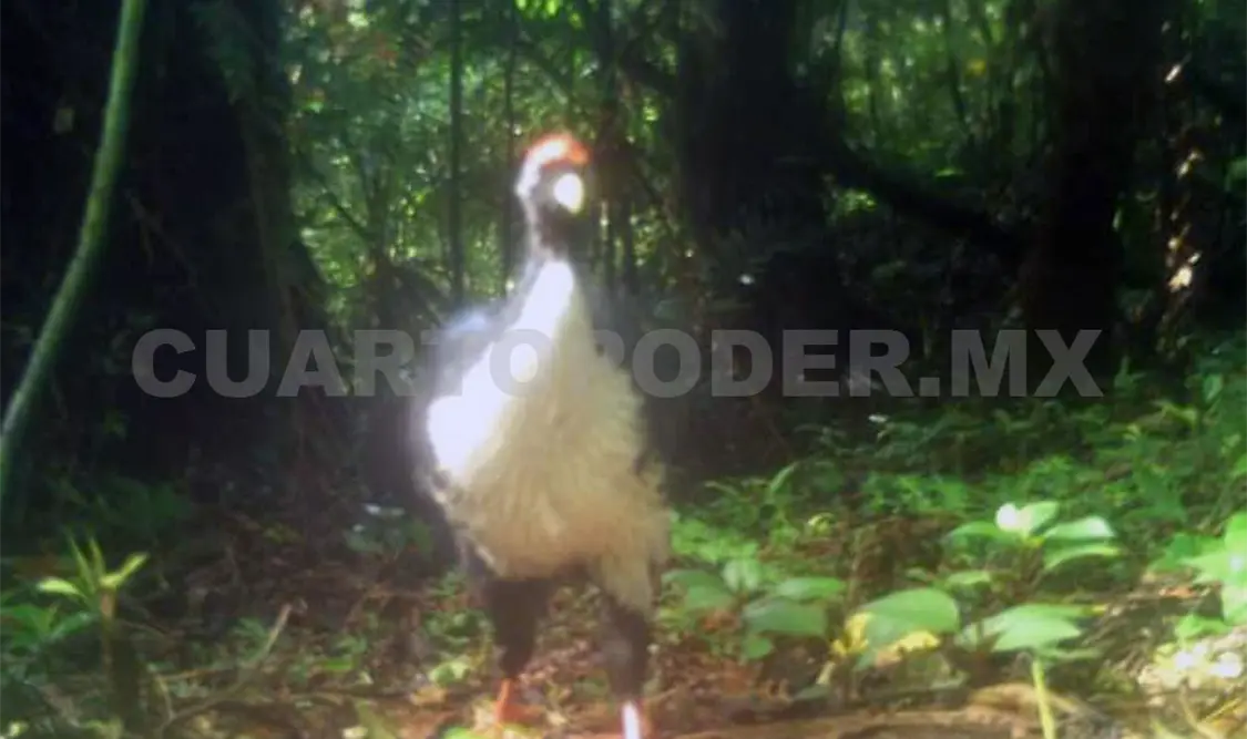 Da fruto reinserción de pavones en reserva La Sepultura