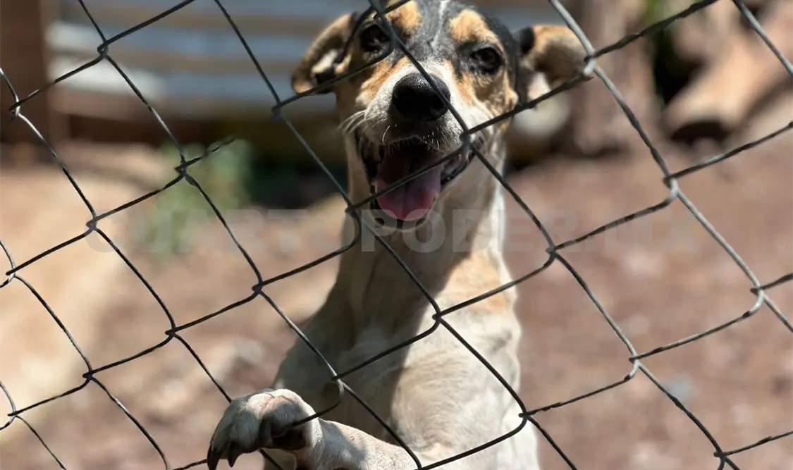 Defensores de animales piden hacer conciencia al adoptar