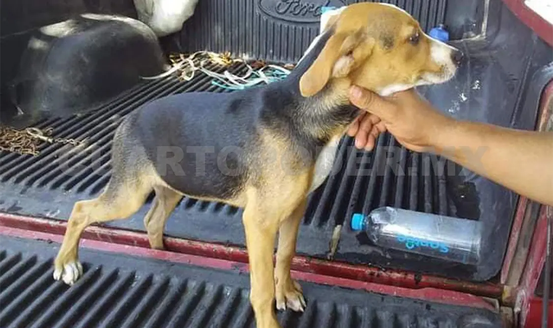 Abundan perros callejeros en el oriente de Tapachula
