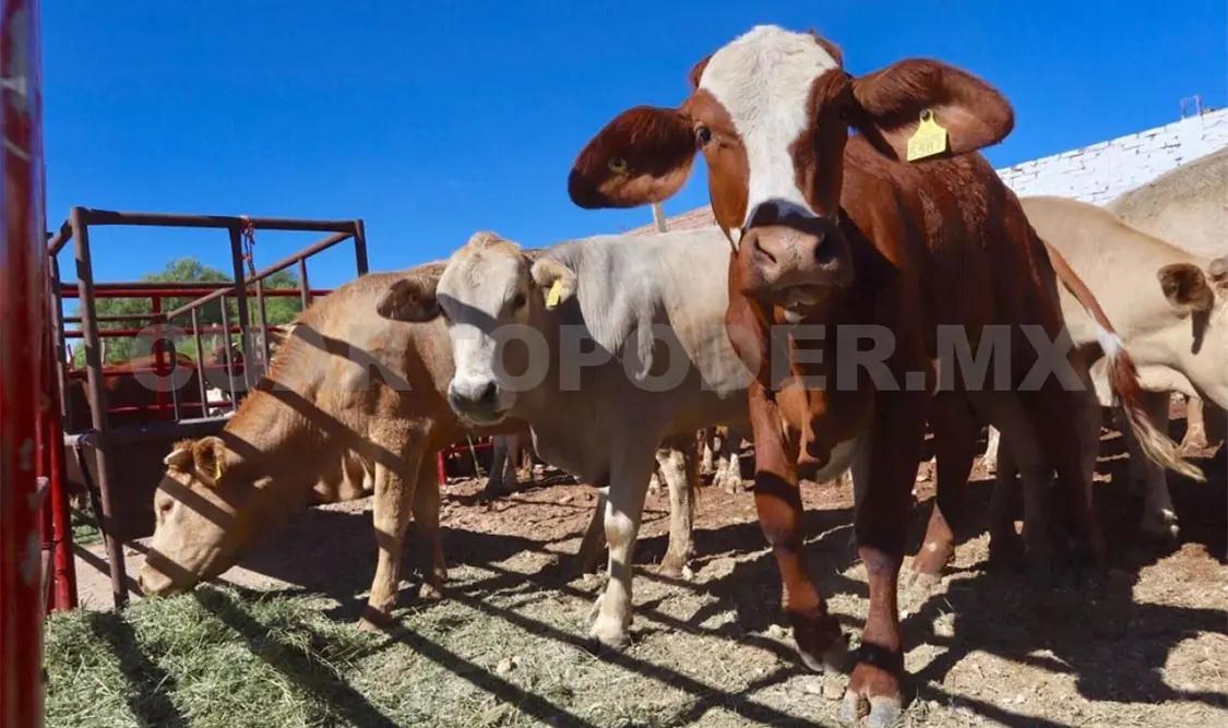 Fortalecen acciones para evitar ingreso de plagas