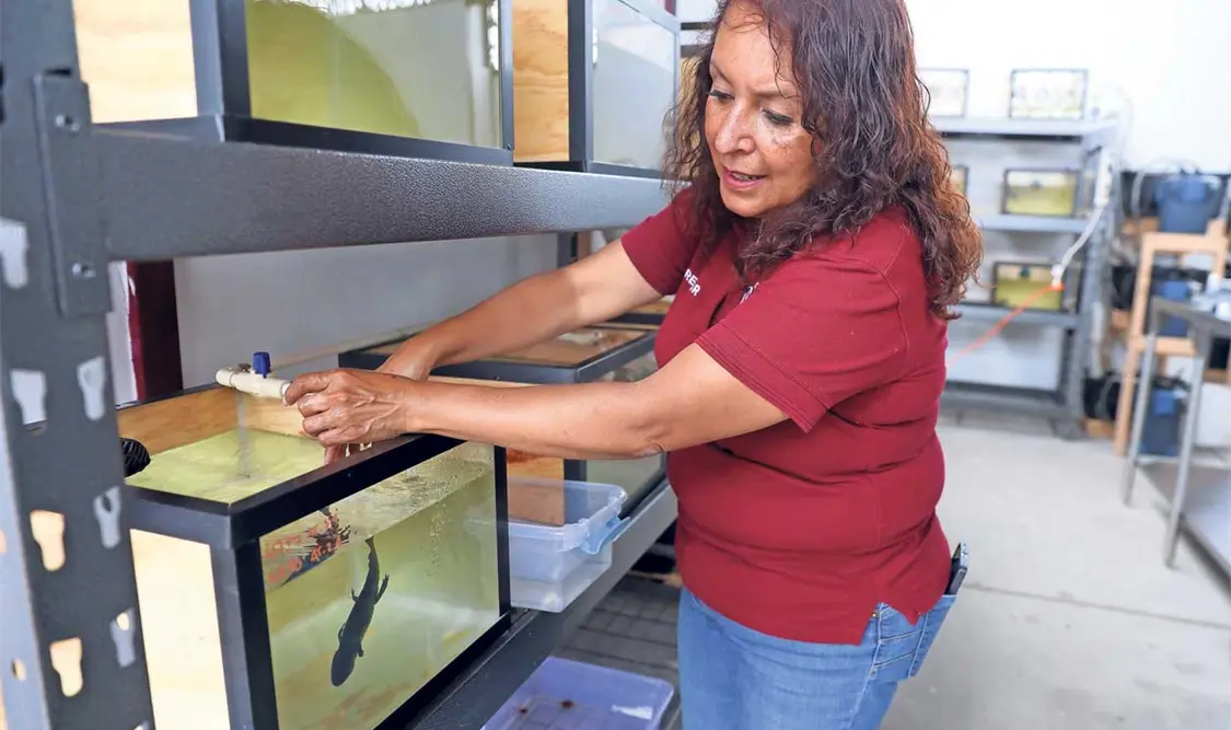 Viridiana Saldaña Durán explicó que estará compuesto por tres espacios, entre ellos, el laboratorio de reproducción, crianza y cuidado. El Universal