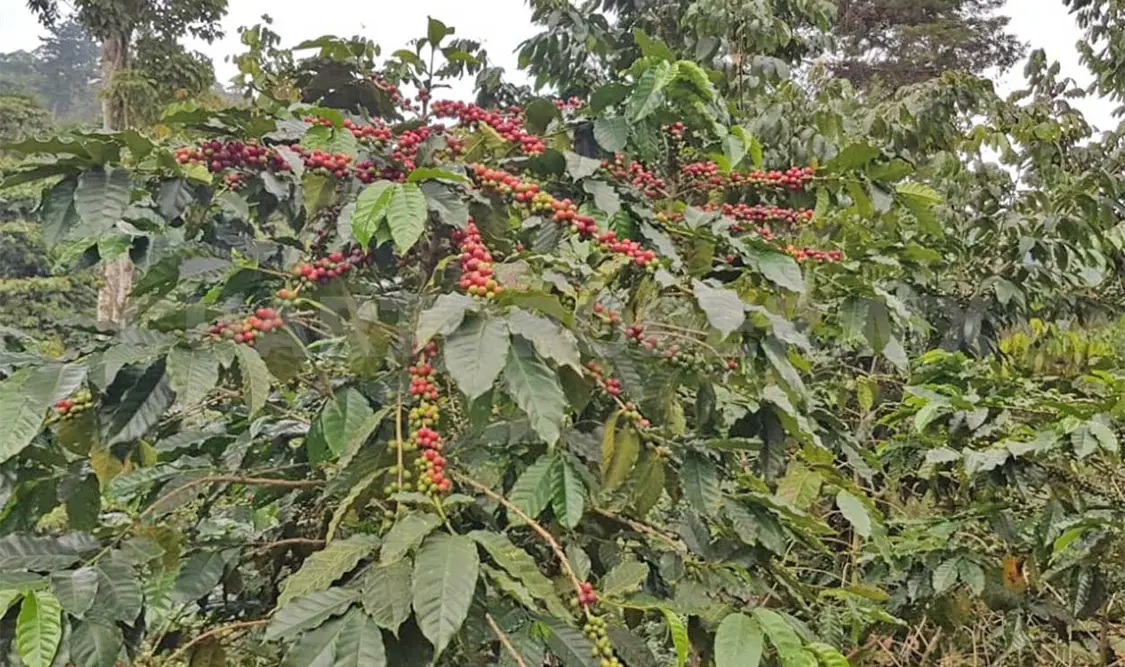 La producción de café en el Soconusco sigue siendo alta. Víctor Sánchez/CP