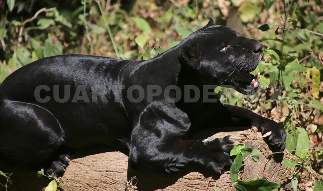 Cámara trampa capta a pareja de jaguares