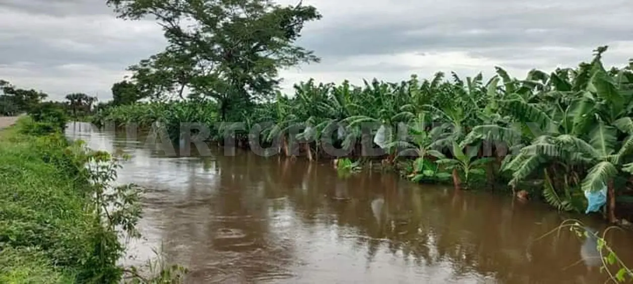 Productores de plátano no recibieron apoyos