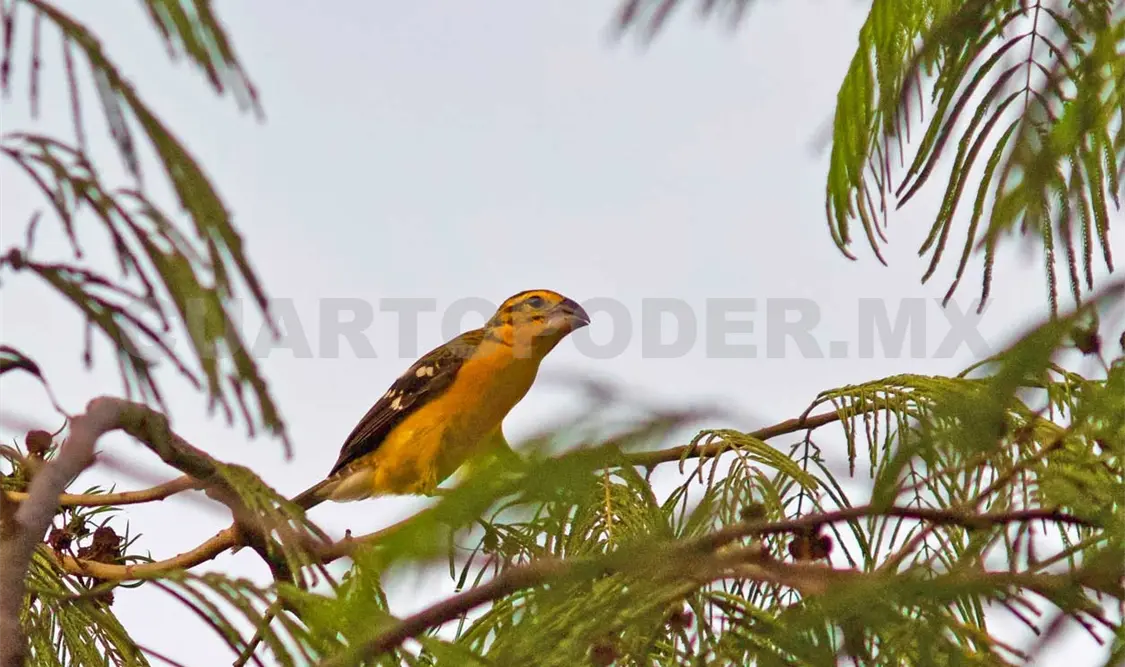 En Tuxtla habitan cientos de aves urbanas. Daniel García / CP