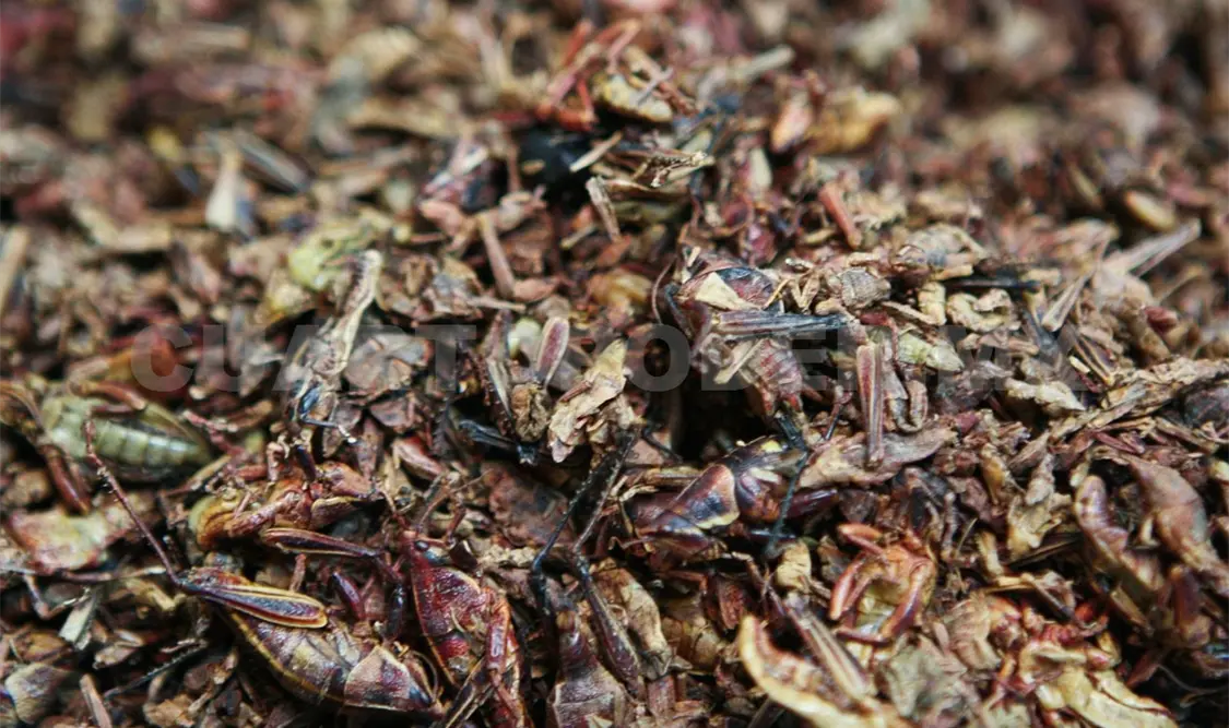 Catastrófico si insectos se extinguen: Ecosur