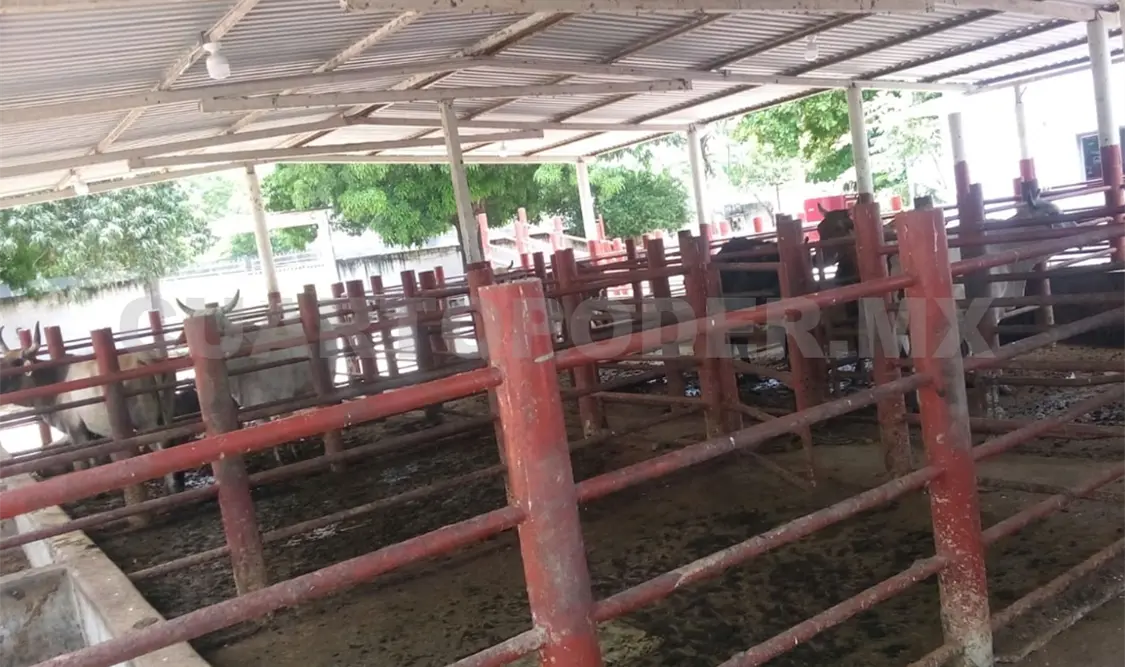 Exigen remodelar corrales del rastro en Tonalá