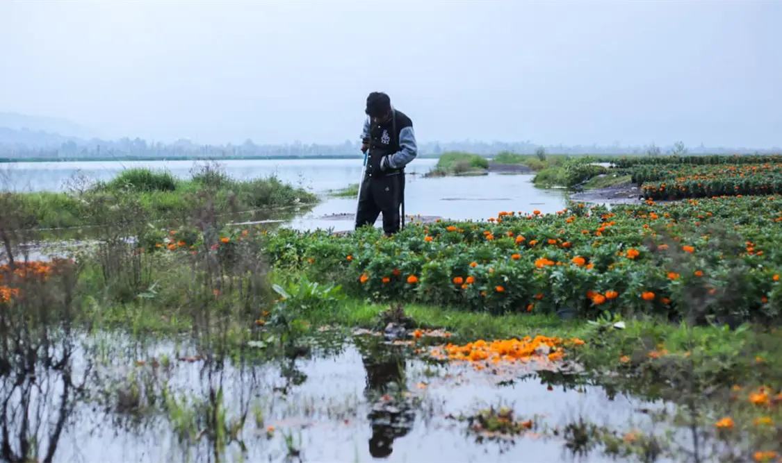Chinampas con cempasúchil siguen inundadas