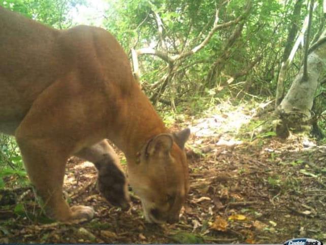 Captan a juguetón puma en reserva La Sepultura Captan a juguetón puma en reserva La Sepultura