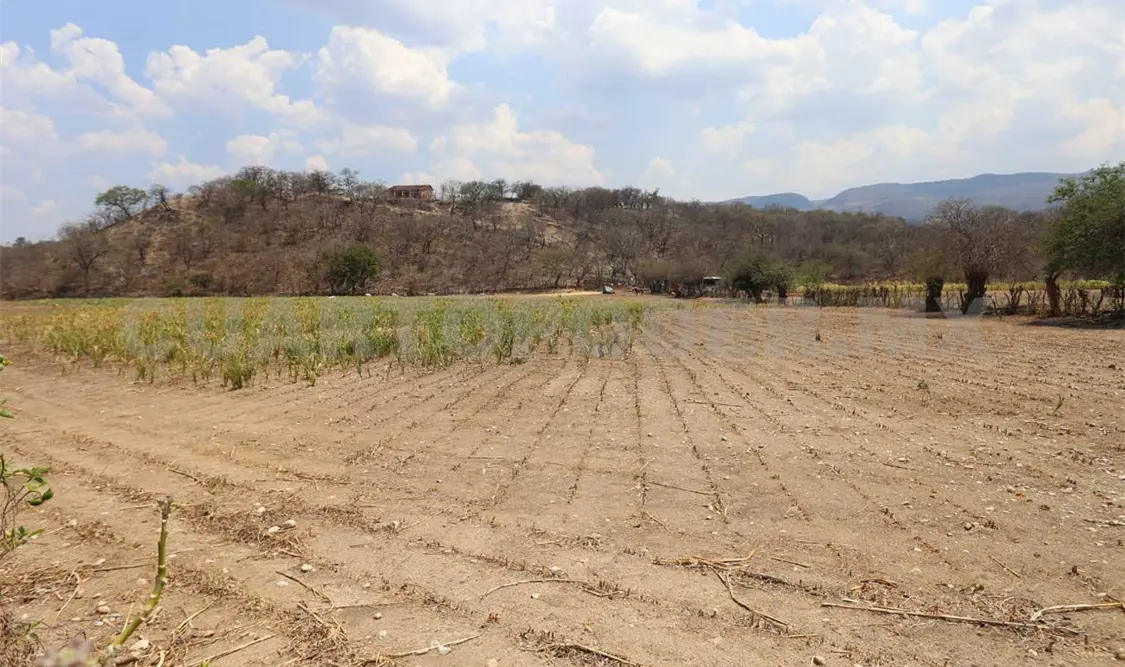 Unidades de producción afectadas por fertilidad