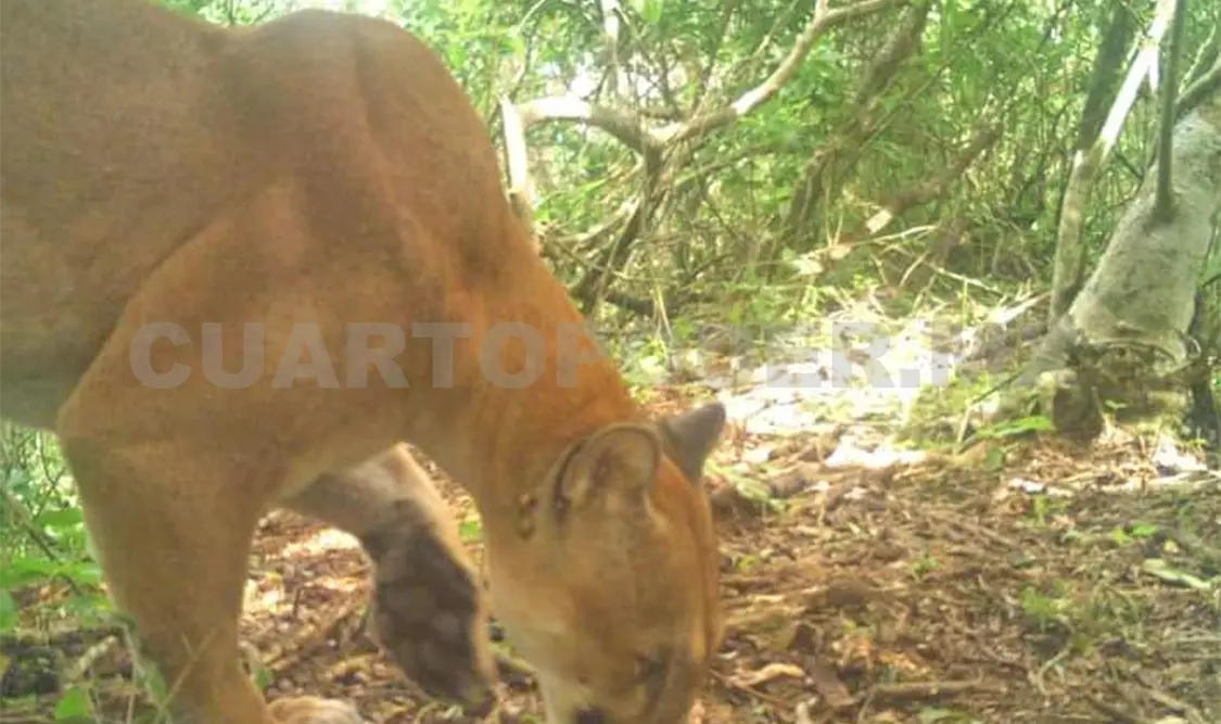 Captan a puma en reserva La Sepultura