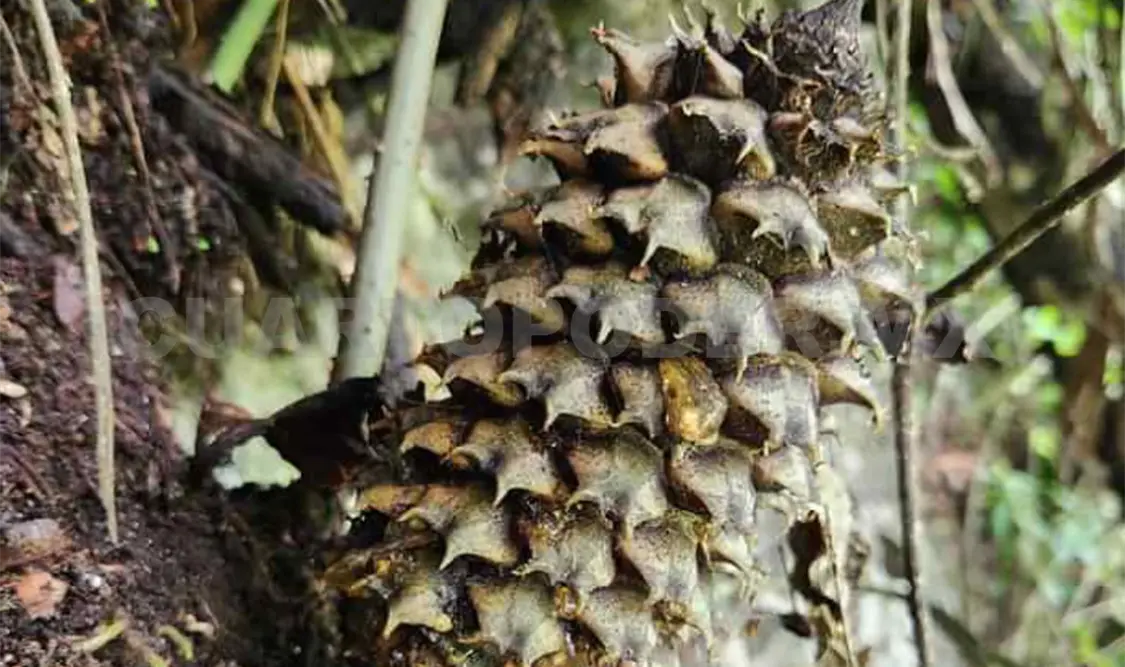 Alumnos descubren nueva especie de cícada