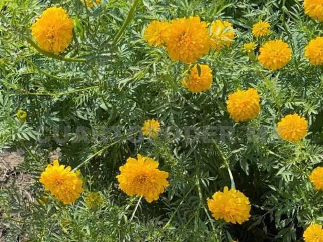 Cosechan flor de muerto en Tinajas, Tapachula Cosechan flor de muerto en Tinajas, Tapachula