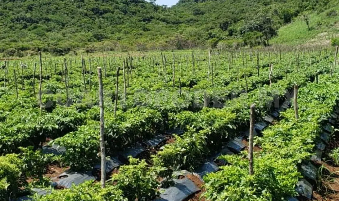 El Triunfo, reserva vital para Chiapas