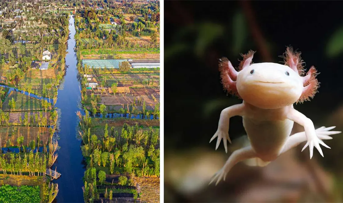 Alertan por desaparición de ajolotes en 2025