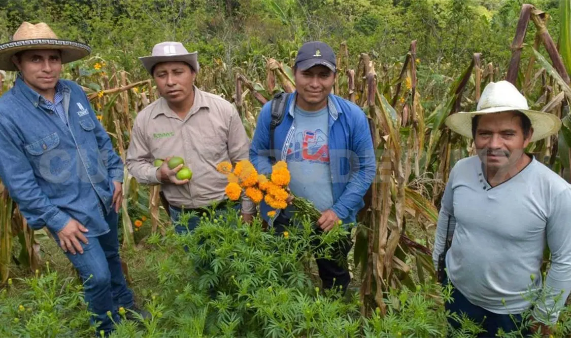 La incorporación del cempasúchil también abre nuevas oportunidades económicas para los agricultores. Cortesía