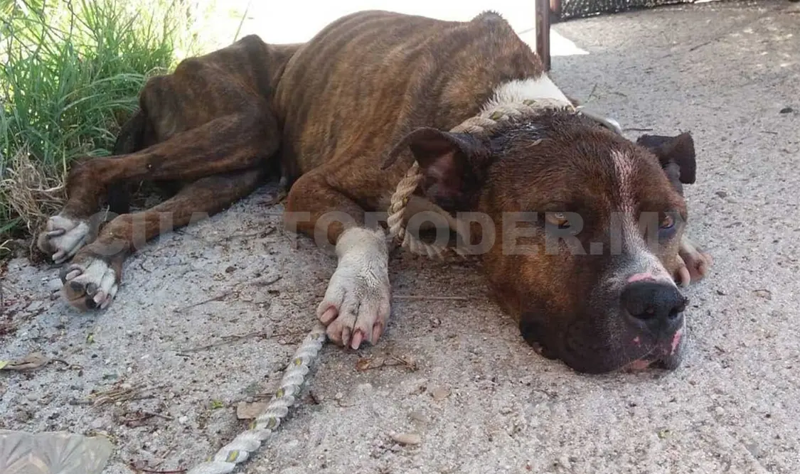 La iniciativa, dijo la legisladora local, busca tipificar del delito de maltrato animal. Diego Pérez / CP