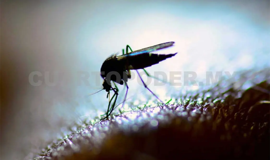 Llaman a tomar medidas de prevención en contra del mosco transmisor. Cortesía