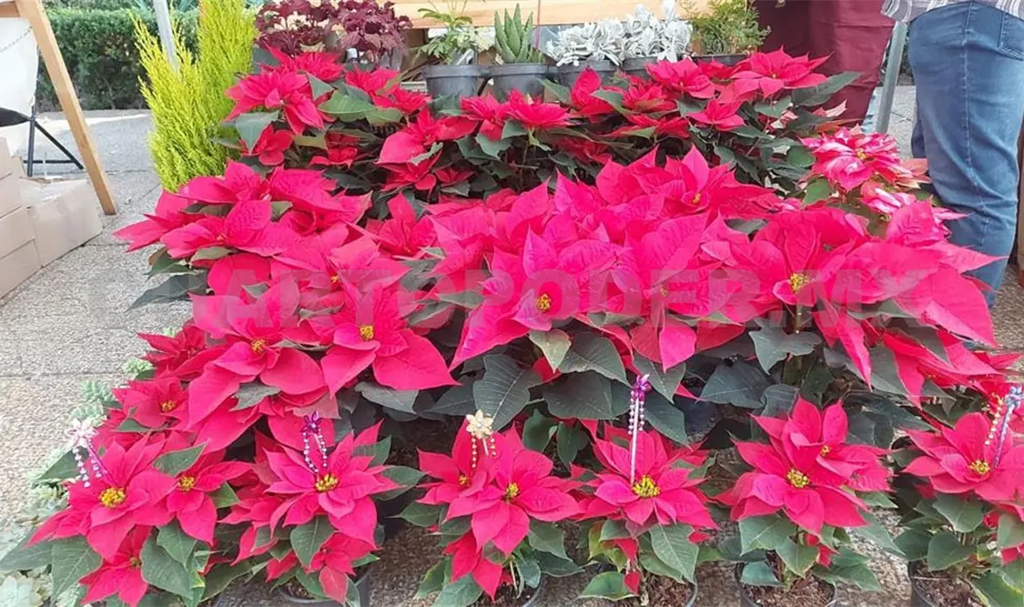Invitan a la Expo Venta Flor de Nochebuena
