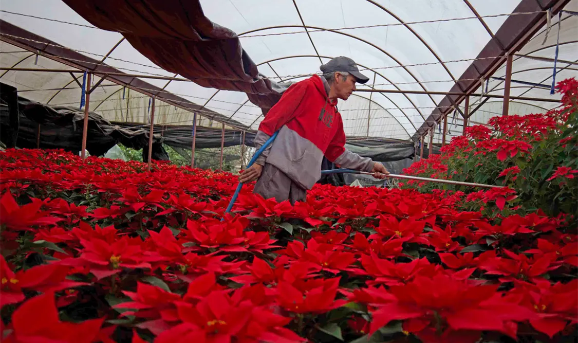 Se salva la nochebuena del cambio climático
