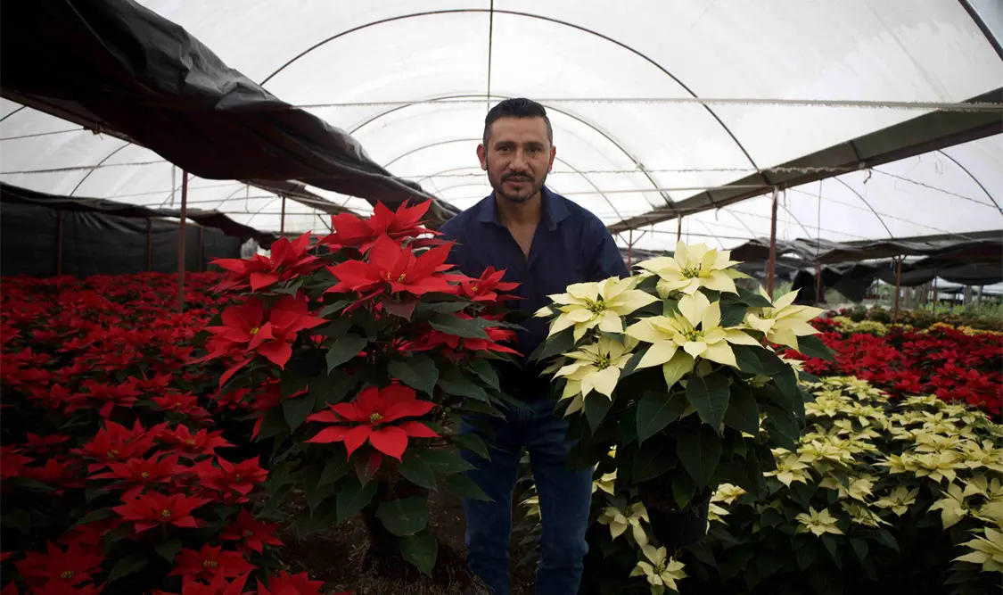 Comercializan 12 variedades en Baja California, Sonora, Chihuahua, Yucatán, Veracruz, Chiapas y la Ciudad de México. El Universal