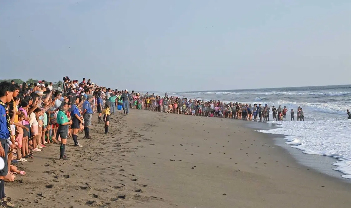 Calentamiento global alcanza a las tortugas