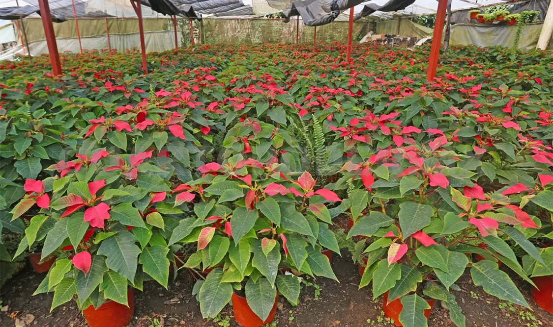 Productores listos para venta de nochebuenas