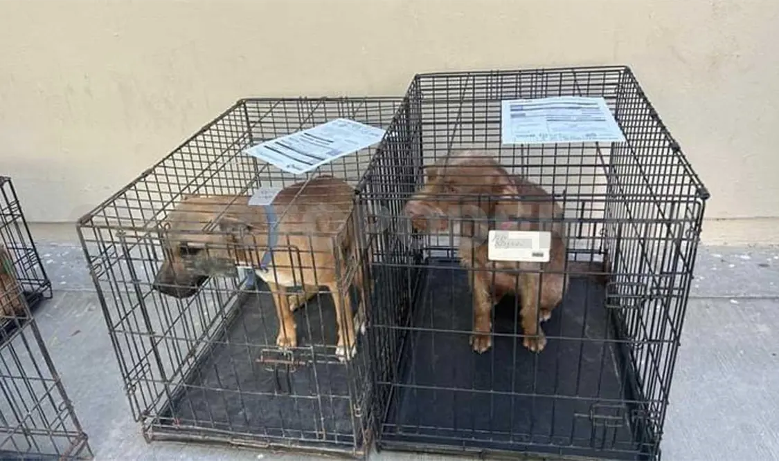 Campaña de esterilización de mascotas un éxito